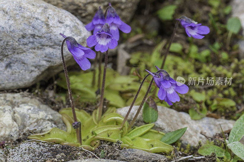 扁桃属(Pinguicula vulgaris)是一种多年生的狸藻科肉食性植物。生长在阿拉斯加诺姆附近。